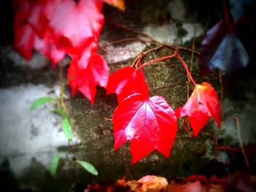 Otoño rojo
