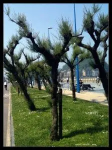 Fuego verde, fotografía de Donostia en primavera