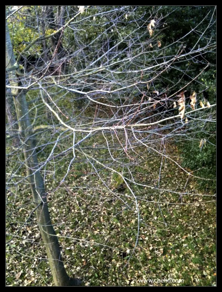 Invierno