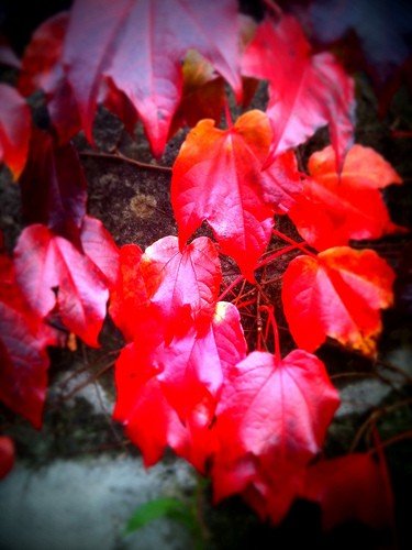 Otoño rojo