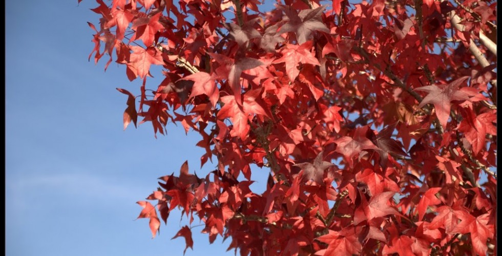 Liquidambar