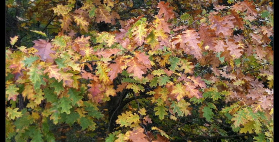 Roble