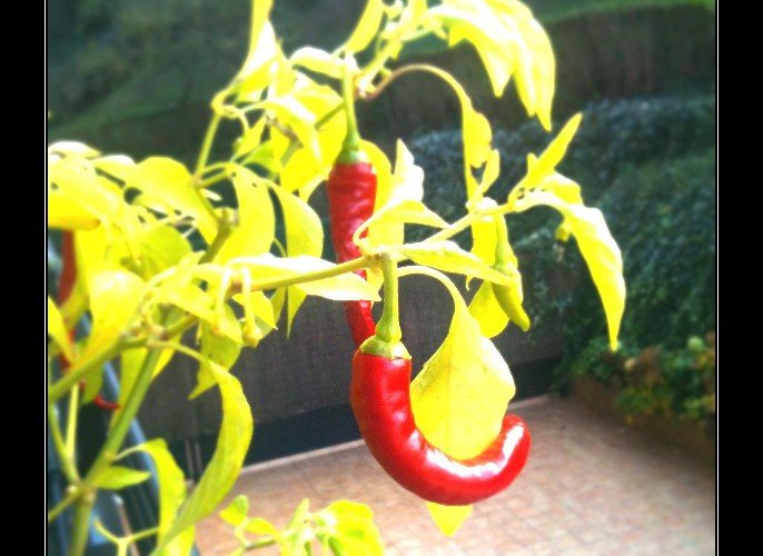 Guindilla